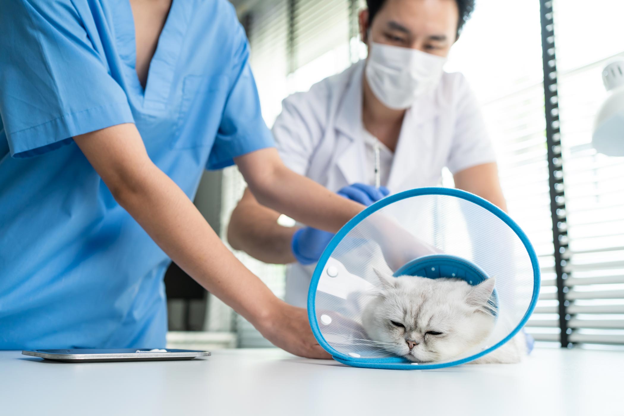 Soft Tissue Surgical Procedures and Anesthesia Safety