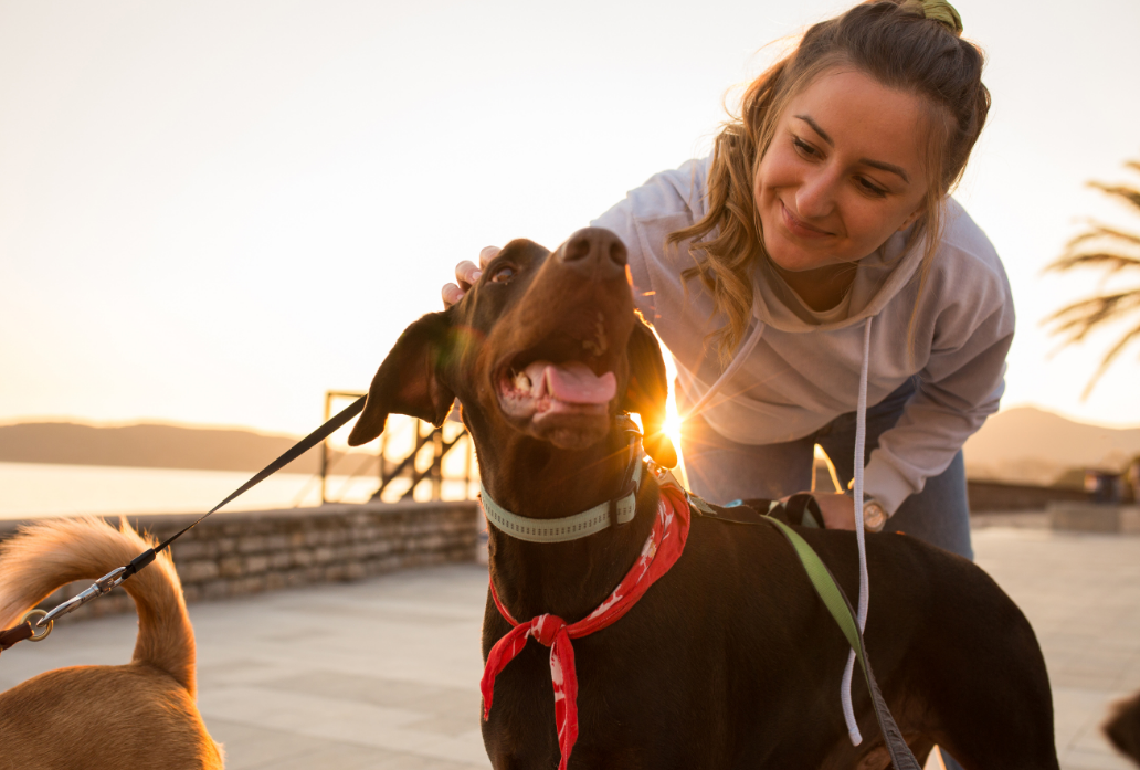 Hot Weather & Healthy Pets: Why August Is the Perfect Time for a Check-Up