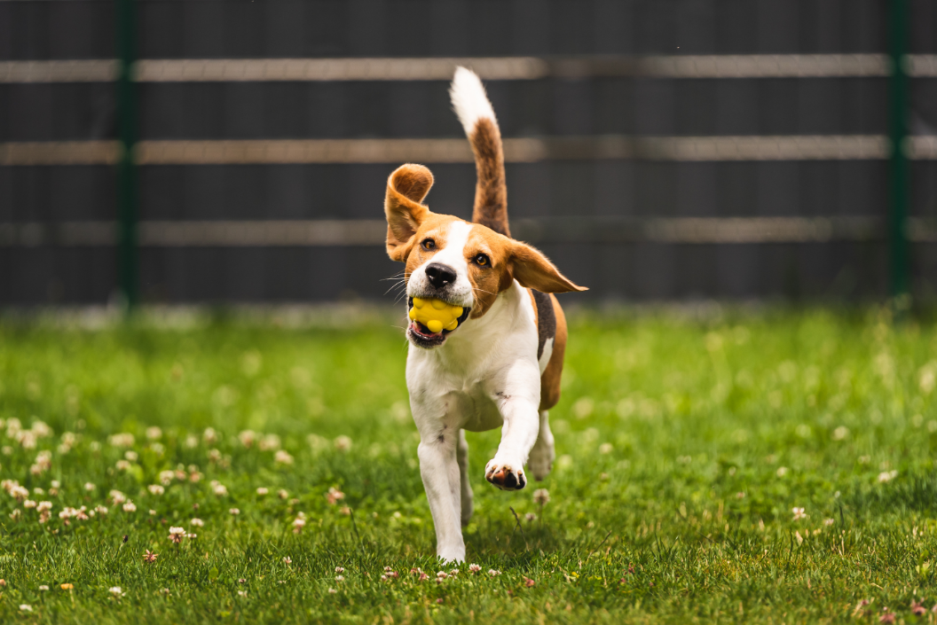The Backyard Danger Zone: Outdoor Pet Poisons You Might Be Overlooking