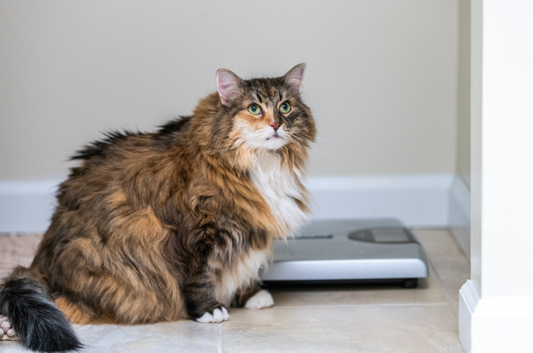 October: The Weighty Issue: Why Pet Obesity Deserves Your Attention This October