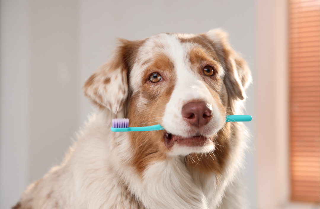 Bad Breath Isn't Normal: The Link Between Dental Disease and Systemic Health