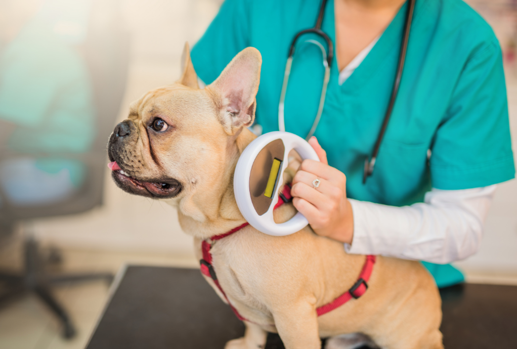 Why Microchipping Could Save Your Pet’s Life